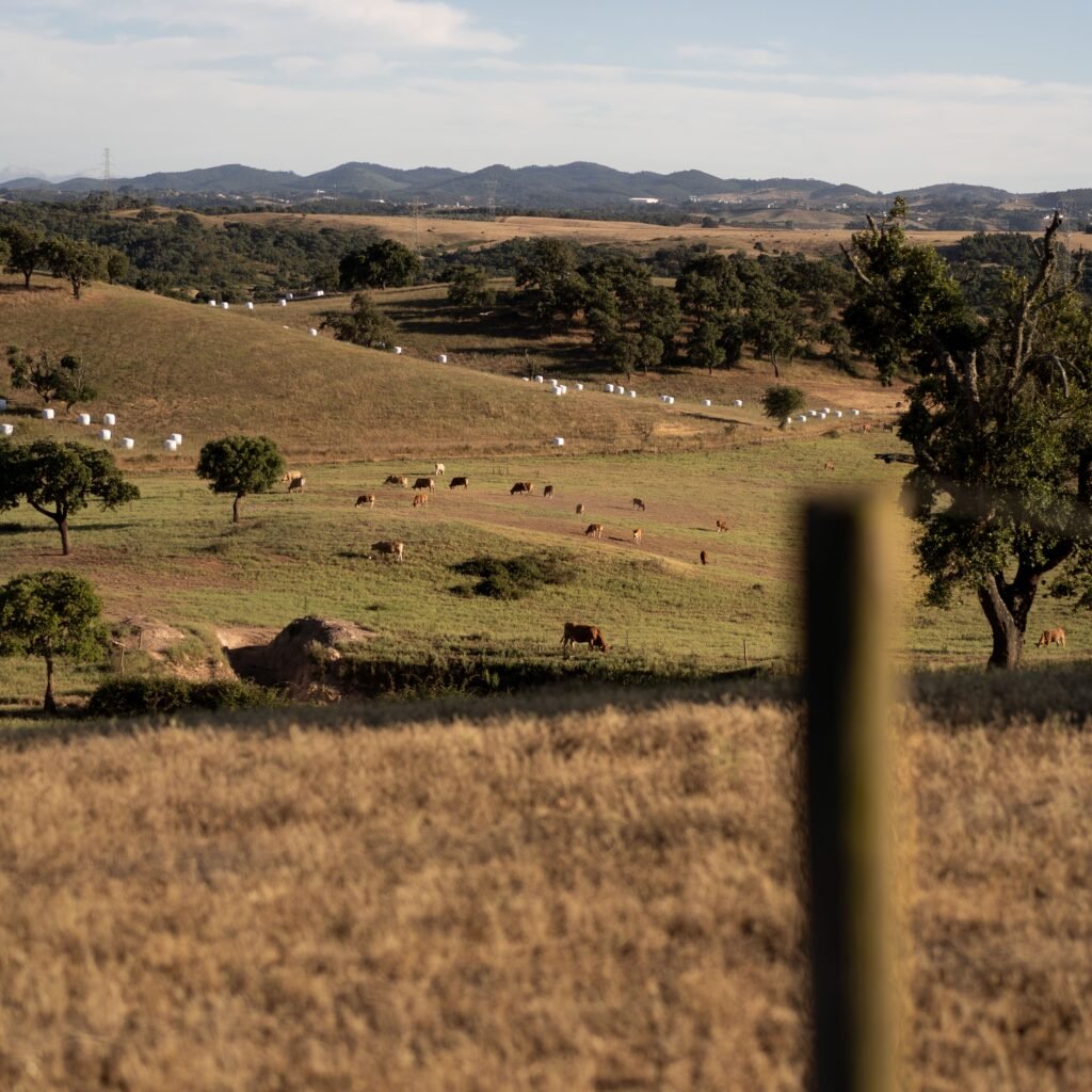 View Adamãe 1-min